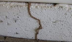 Termite Tube at the stem wall of a home